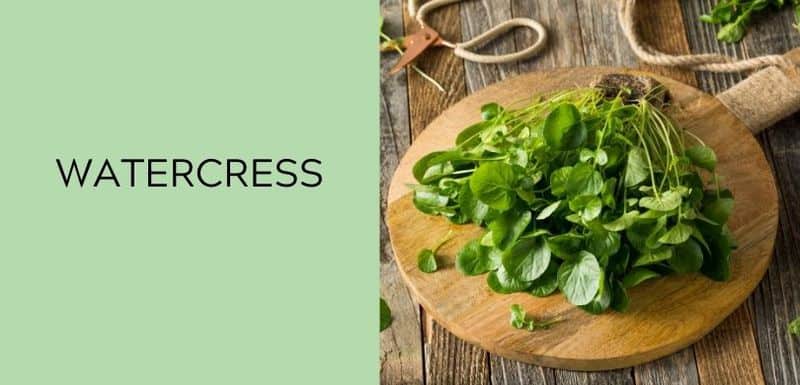 Watercress