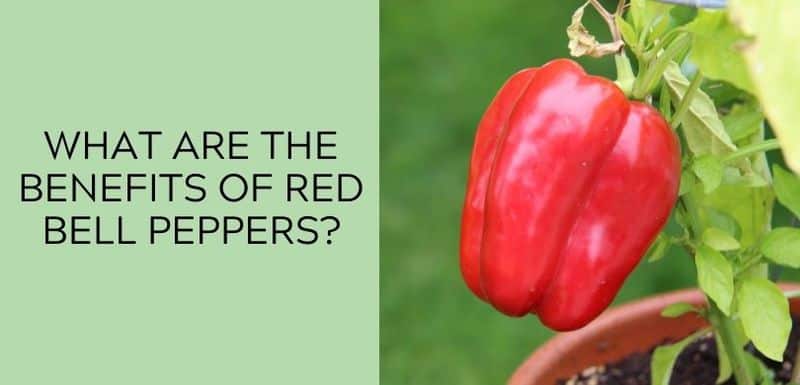 What Are The Benefits Of Red Bell Peppers_