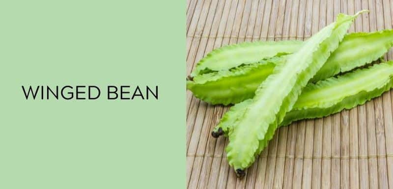 Winged Bean