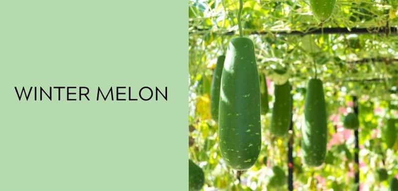 Winter Melon