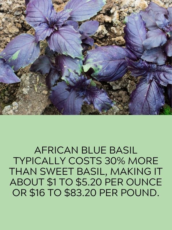 African blue basil