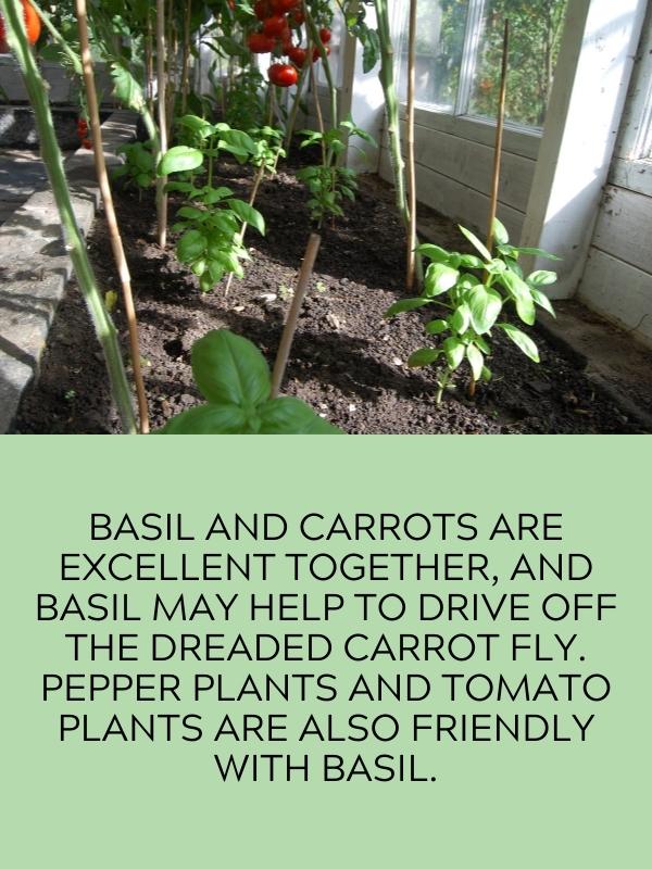 basil and tomato plants