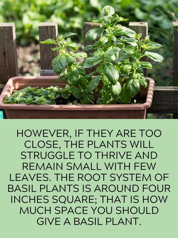 basil planted close together