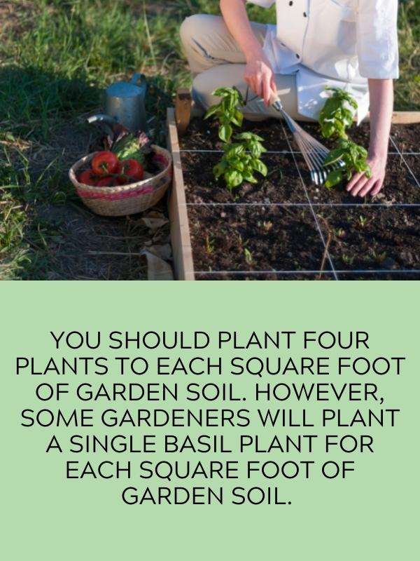 basil planted one foot apart