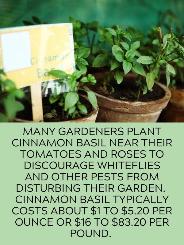 cinnamon basil in pots