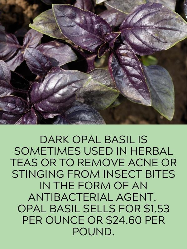 close up of opal basil