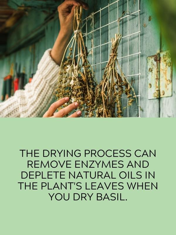 drying basil leaves