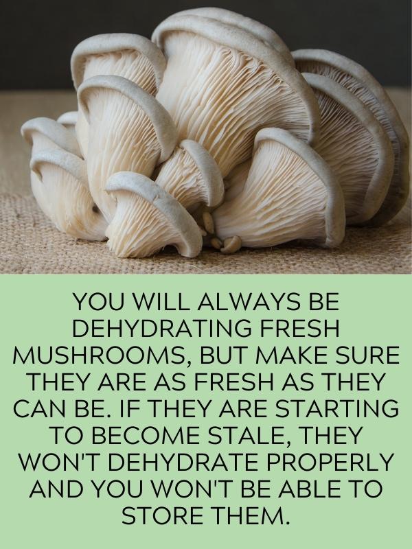 fresh oyster mushrooms