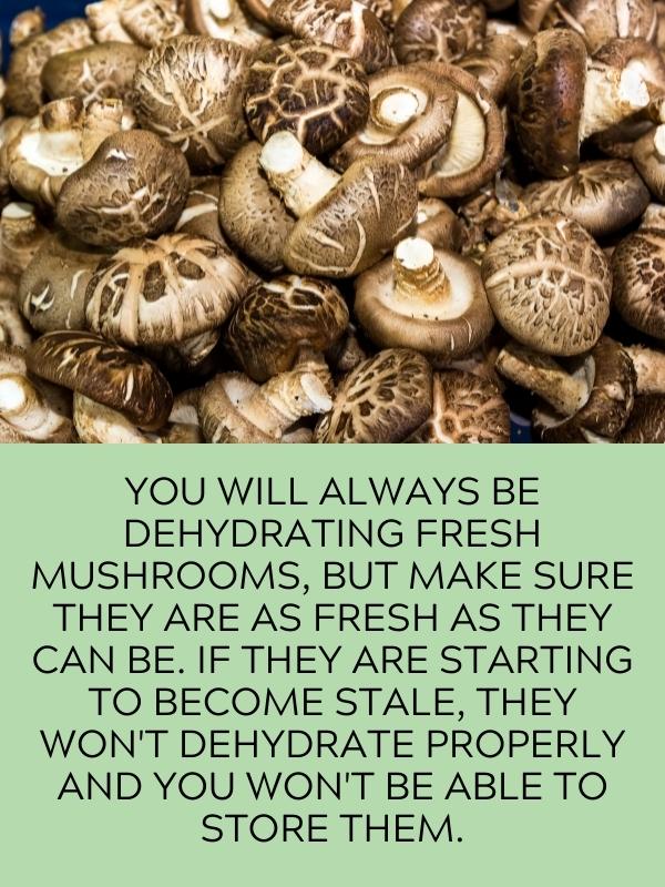 fresh shiitake mushrooms